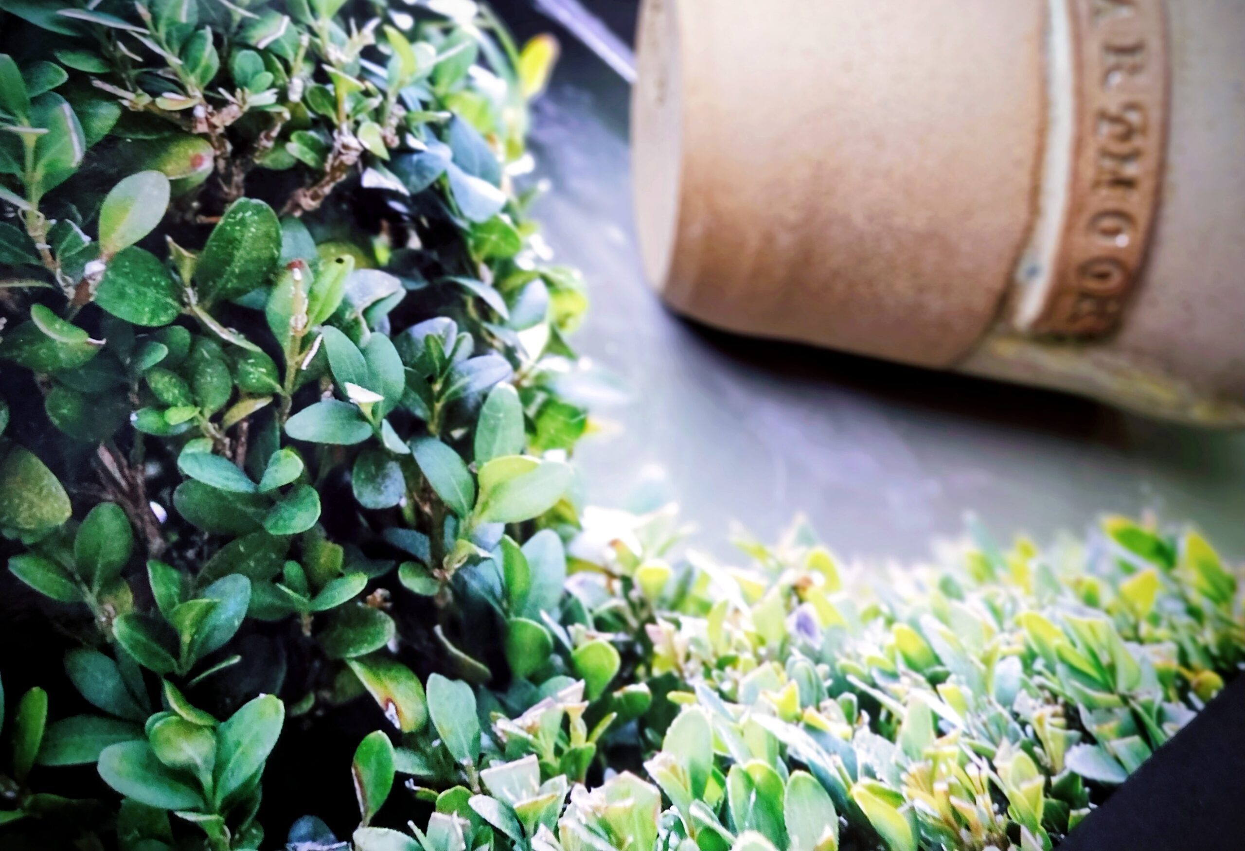 IMG_20260226_125553420_PORTRAIT~2